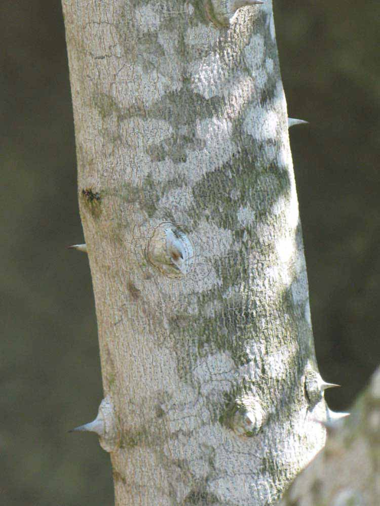         Bark (Winter Haven, FL)  